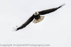 Adult Bald Eagle in Flight